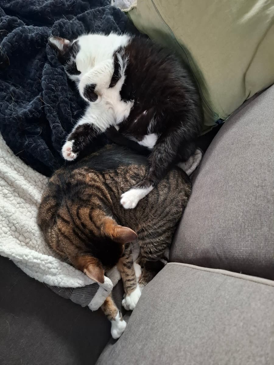Boef, de zwart-witte poes, en Tommy, de gestreepte, opgekruld tegen elkaar op de bank