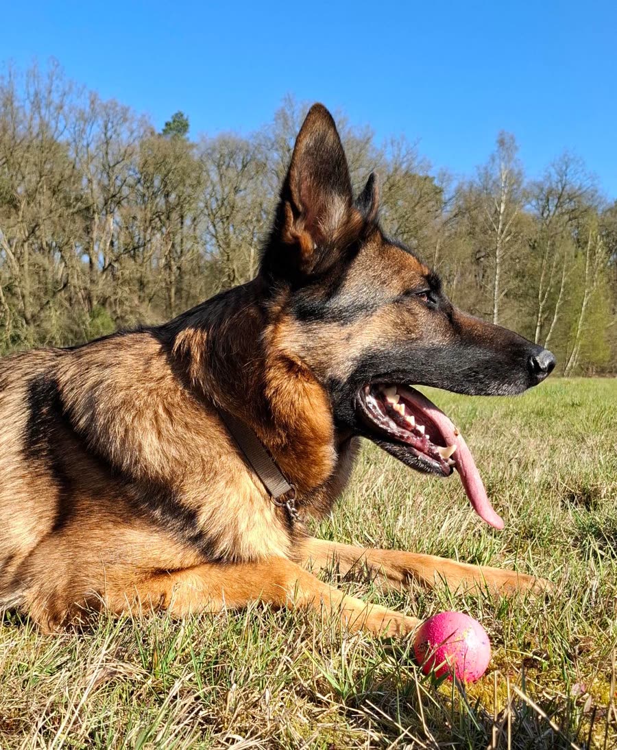 Hond Maks in het gras met zijn roze bal
